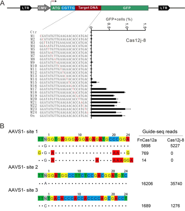 图3. Cas12j-8 的特异性检测