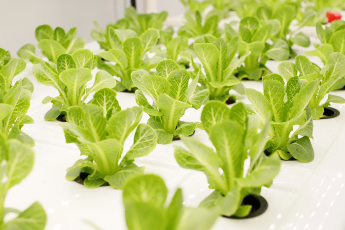 比赛种植的“水果生菜”品种Crunchy（翠恬） 图源|光明母港