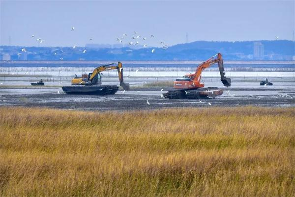 福清湾互花米草除治现场 （黄海 摄）