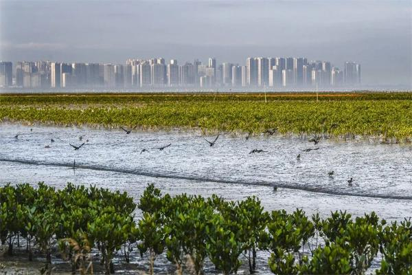 生态修复后的晋江市蓝色海湾 （黄海 摄）