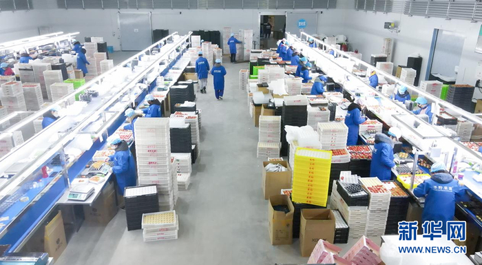 图为采摘工人们在草莓分拣车间忙碌着。新华网 夏铭阳 摄