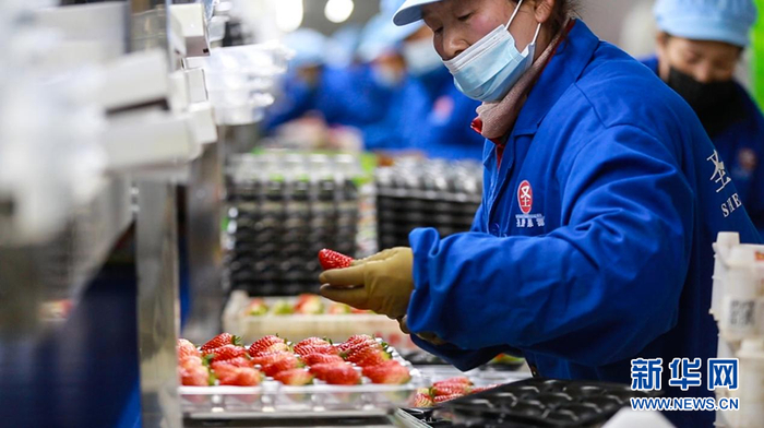 图为采摘工人们在草莓分拣车间忙碌着。新华网 夏铭阳 摄