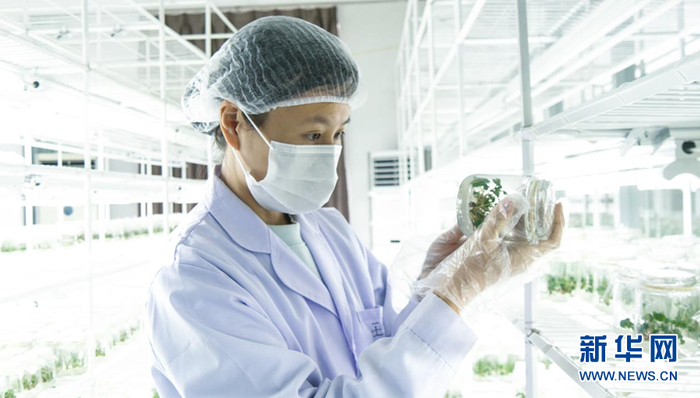 图为辽宁草莓科学技术研究院工作人员。新华网发