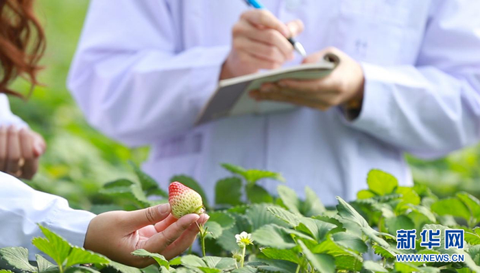 图为辽宁草莓科学技术研究院工作人员在对草莓进行数据记录。新华网 夏铭阳 摄