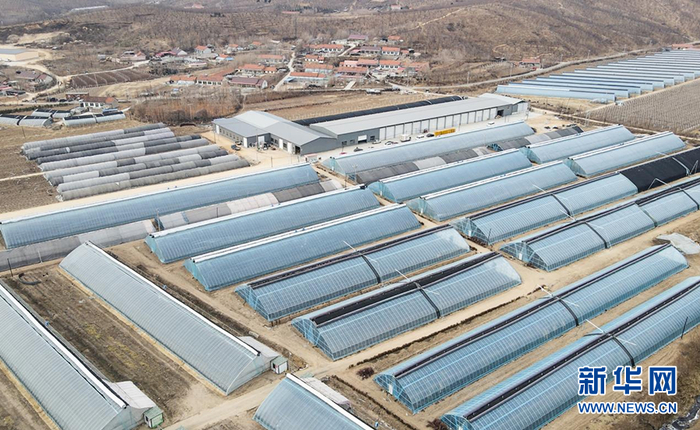 图为东港市草莓生产加工基地。新华网 夏铭阳 摄