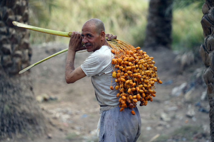 2022年9月21日，一名农民在埃及吉萨代赫舒尔村搬运刚收获的椰枣。新华社发（艾哈迈德·戈马摄）