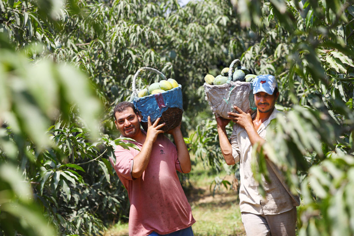 2022年8月12日，农民在埃及东部省搬运芒果。新华社发（艾哈迈德·戈马摄）