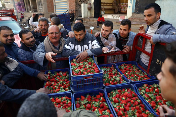 1月12日，人们在埃及盖勒尤卜省的一处市场选购草莓。新华社发（艾哈迈德·戈马摄）