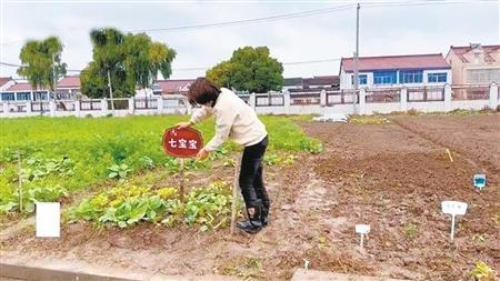     “共享菜园”的“农场主”