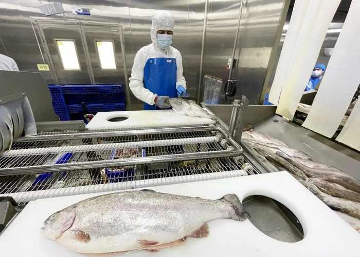 2月16日，在新疆鳟贵鲜食科技有限公司加工车间，工作人员正在对三文鱼进行去头处理。乌鲁木齐晚报全媒体记者石磊、李玫摄