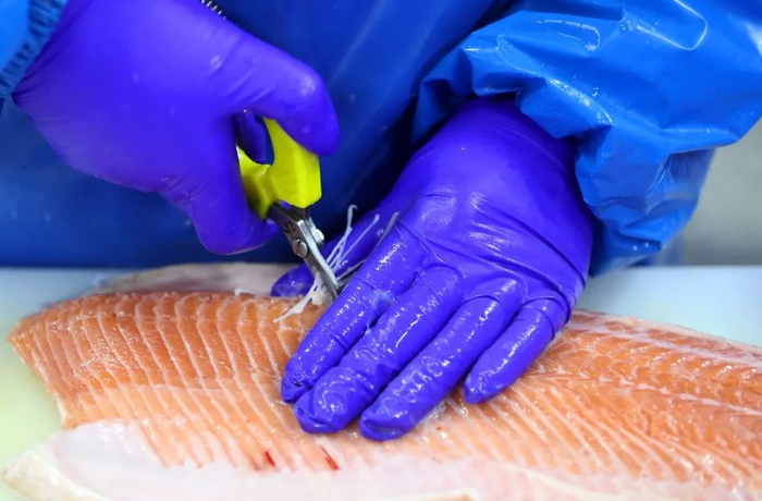2月16日，在新疆鳟贵鲜食科技有限公司加工车间，工作人员正在对三文鱼进行拔刺处理。乌鲁木齐晚报全媒体记者石磊、李玫摄