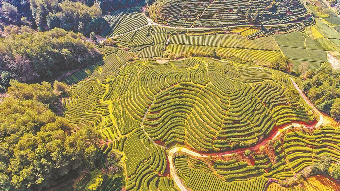     武夷山市星村镇大坪洲生态茶园套种油菜。（资料图片）