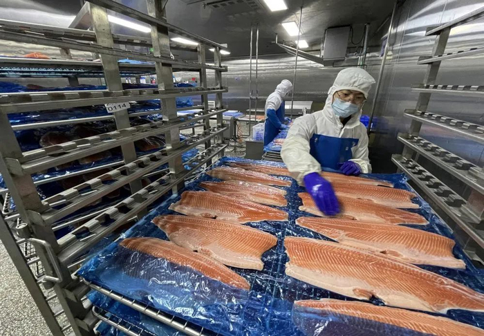 2月16日，在新疆鳟贵鲜食科技有限公司加工车间，工作人员正在对三文鱼进行装盘。乌鲁木齐晚报全媒体记者石磊、李玫摄