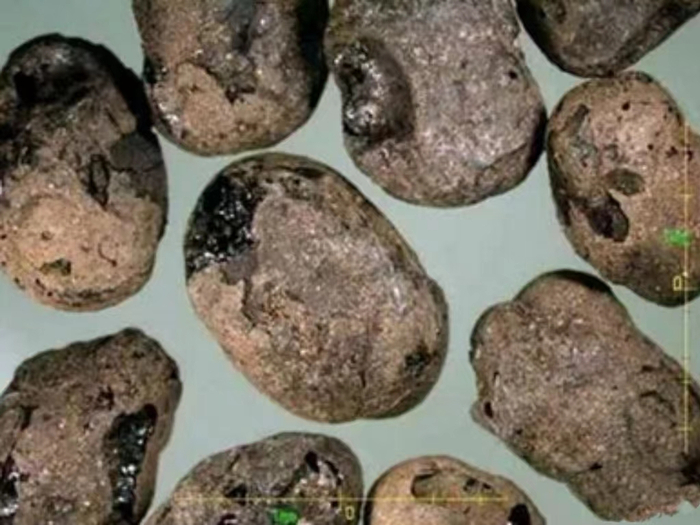 碳化大豆（图片来源：中国社会科学院考古研究所官网）