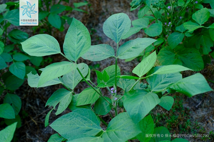 大豆的叶（图片来源：中国植物图像库）