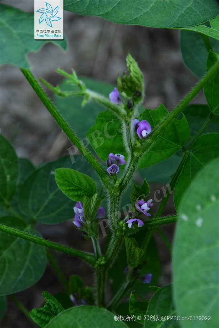 大豆的花（图片来源：中国植物图像库）