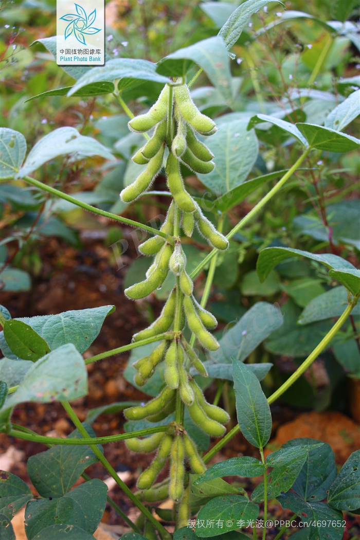 大豆的果荚（图片来源：中国植物图像库）