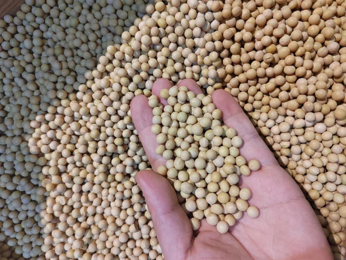 大豆种子（图片来源作者）
