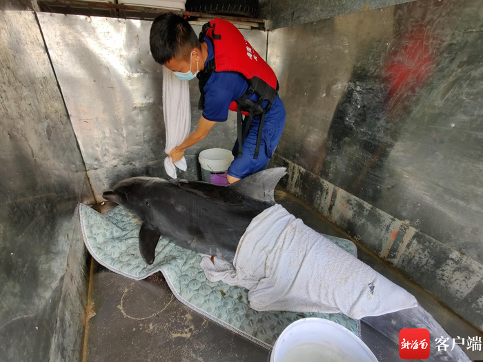 海豚被抬上车运送至专业机构治疗。通讯员供图