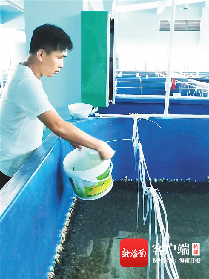 文昌烟墩村村民曾广能给东风螺投喂海鲜。海南日报记者 张期望 摄