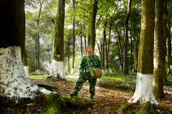 护林员蒋耀江在连山县城福安公园古树群巡视，此处最长树龄达800岁。清远日报签约摄影师 黄琳雁 摄