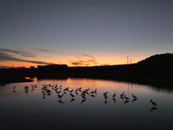 清城区一湿地，成群的国家二级保护动物白琵鹭在觅食。清远日报签约摄影师 徐慧敏 摄