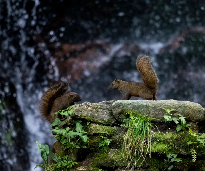 阳山县秤架瑶族乡南岭国家级自然保护区，小松鼠在山沟玩耍，清远日报签约摄影师 赵承辉 摄