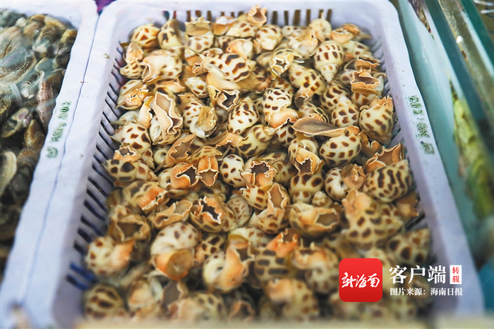海口火车头万人海鲜广场销售的东风螺。 海南日报记者 李天平 摄