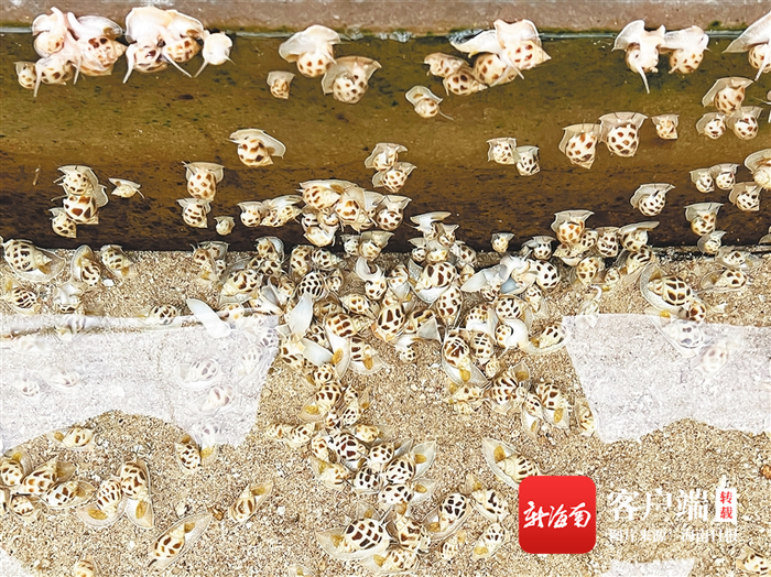 养殖池里的东风螺。 海南日报记者 张期望 摄 