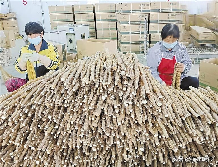 工人正在分拣麻山药。