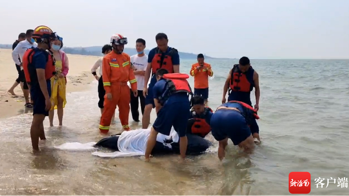 瓶鼻海豚搁浅昌江一海滩，多人参与救援。通讯员供图