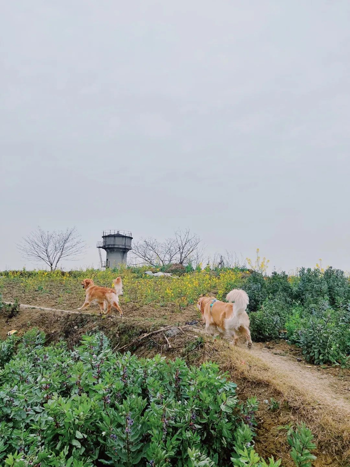     摄影：微博@禾火喔   