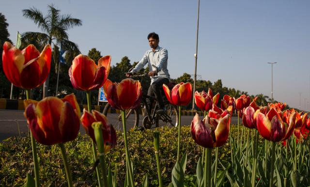 ▲2月15日，在印度新德里，一名男子骑自行车从路边开放的郁金香花旁经过。图/新华社
