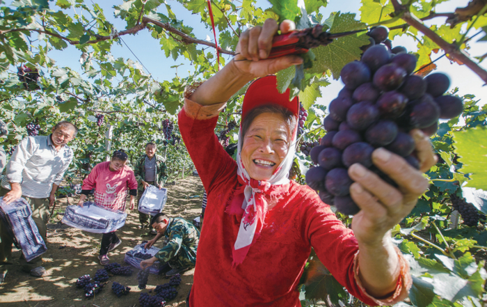 葡萄收获季节，农民欣喜地从葡萄藤上采摘葡萄，打包装箱准备售卖。　受访者供图