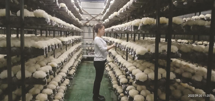         河北绿珍食用菌有限公司工厂化银耳生产车间。     周玉浩 摄    
