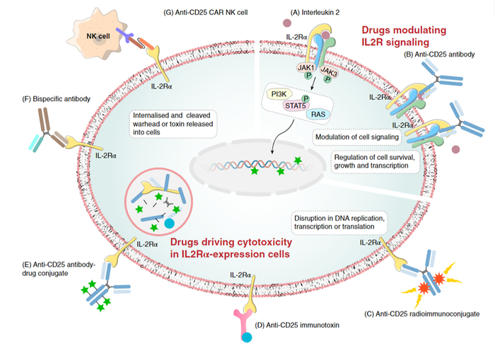 图4：靶向CD25的治疗方法