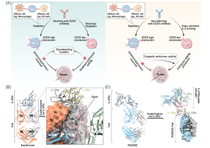 图4：阻断型抗CD25抗体和非阻断型抗CD25抗体的机制和晶体结构