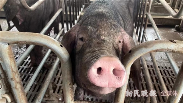 图说：走近猪舍，“热情好客”的枫泾猪探出头来。屠瑜 陈佳华 摄