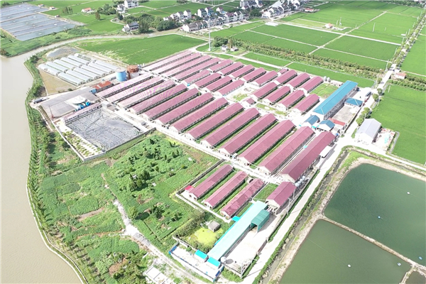 图说：位于金山亭林的新农种猪场。受访者供图