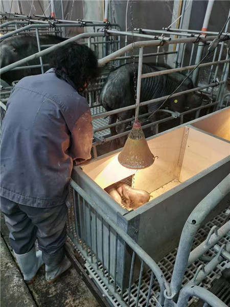 图说：仔猪护理。受访者供图