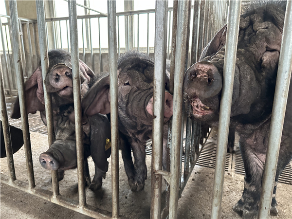 图说：枫泾猪欢迎来客。