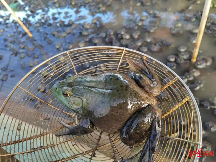 养殖的牛蛙 资料图