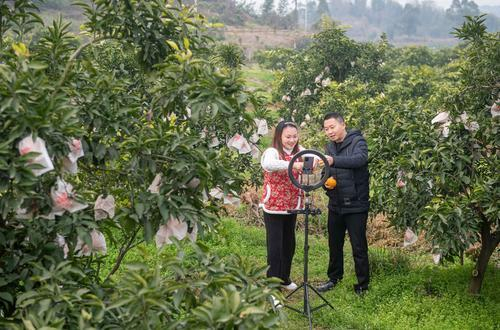 ▲2月2日，璧山区七塘镇，“二嫂”万友会和镇宣传干事佘林川一起在直播平台上为当地柑橘带货。记者 崔力 摄/视觉重庆