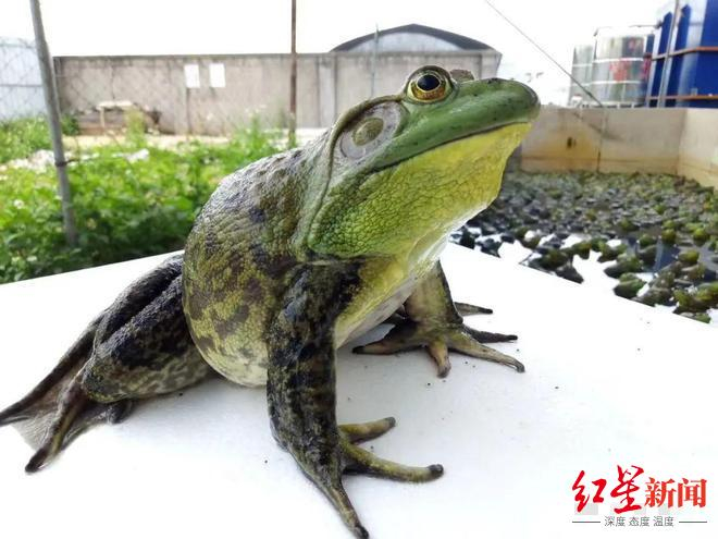 养殖的牛蛙 资料图