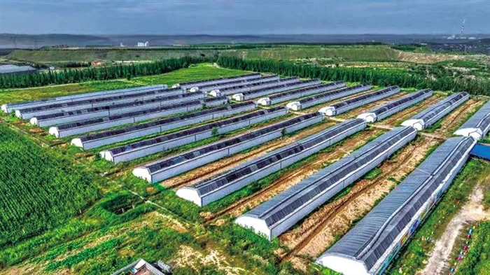 ▲准能集团生态修复示范区智能温室大棚