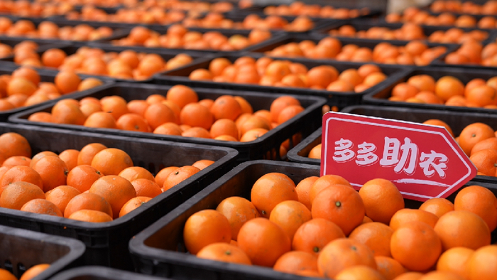 ▲武鸣沃柑果皮橙红艳丽，皮薄肉嫩，清甜干爽，含糖量高，富含维生素。何淞荧|摄