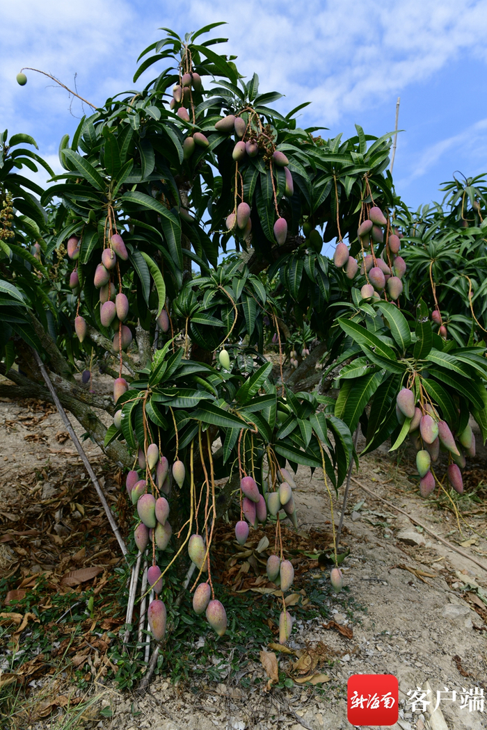 　　三亚一芒果基地，芒果树上挂满果实。记者 陈卫东摄