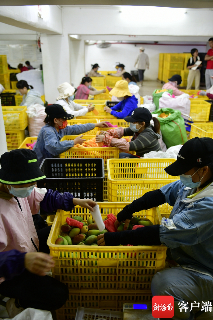 　　三亚一芒果基地，工人在给芒果套上包装。记者 陈卫东摄
