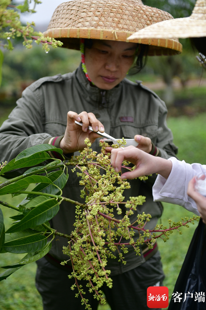 　　技术人员在摘芒果花。记者 陈卫东摄
