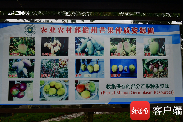 　　儋州“两院”芒果圃里的芒果品种。记者 陈卫东摄